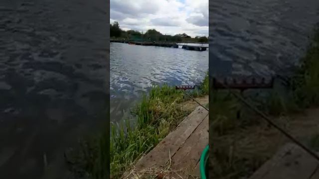 Осенний карп Стрелецкого Ручья 06/09/2021 смотреть онлайн