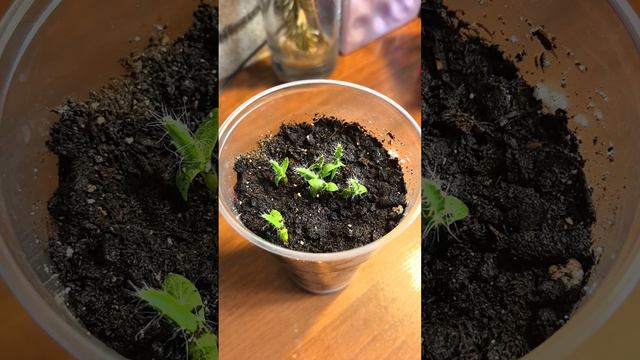 Питахайя из семян #питахайя #растенияизсемян #кактус #драгонфрукт #фрукты #комнатныерастения #россия смотреть онлайн