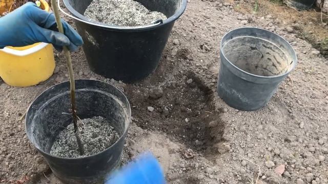 Как сформировать иву Хакуро Нишики на штамбе своими руками! Легко смотреть онлайн