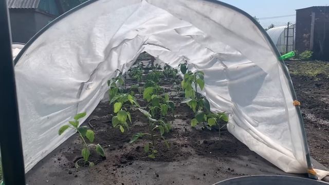 ВЫХОДНОЙ НА ДАЧЕ/КАРАУЛ ? АНОМАЛЬНАЯ ЖАРА/КАК МЫ СПАСАЕМСЯ???/САЖАЮ ОГОРОД/МОИ ПЕТУНИИ смотреть онлайн