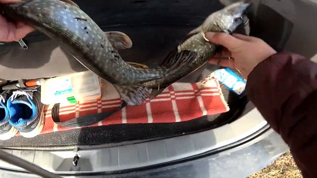 Спиннинг Nautilus Cross blade для Щуки смотреть онлайн