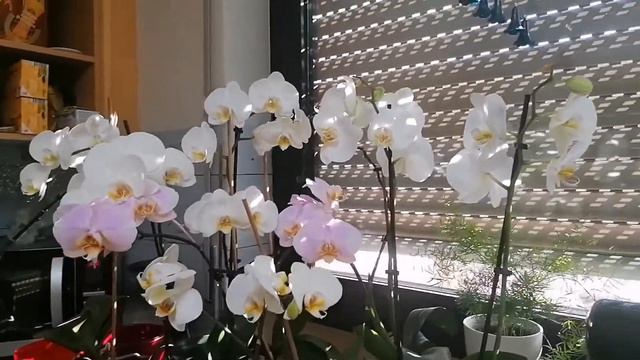 @user-ue3qo2hu1s Орхидеи, уход и содержание в домашних условиях. Что им нужно! смотреть онлайн