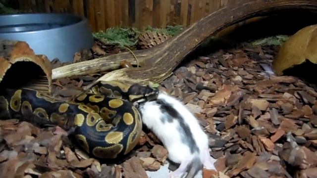 Королевский питон ест крысу. Royal python eating a rat. смотреть онлайн
