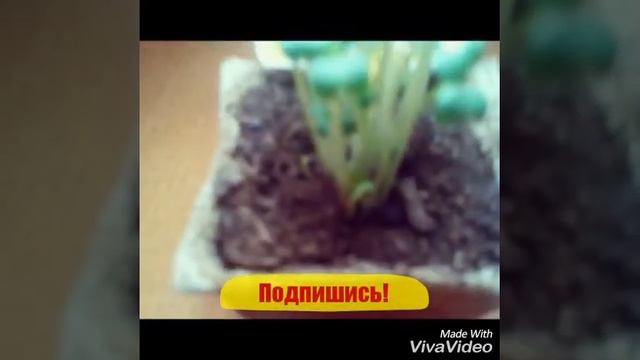 Мои растения выросли!? смотреть онлайн