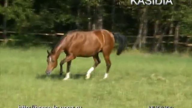 KASIDIA (video 15-06-2009) смотреть онлайн