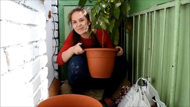 Пересадка лонганов 2018 смотреть онлайн