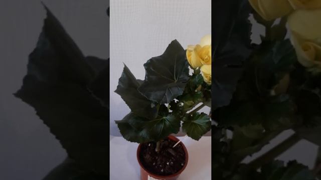 Бегония элатиор Blitz смотреть онлайн