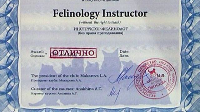 Как избежать нелегальных питомников при покупке котенка смотреть онлайн