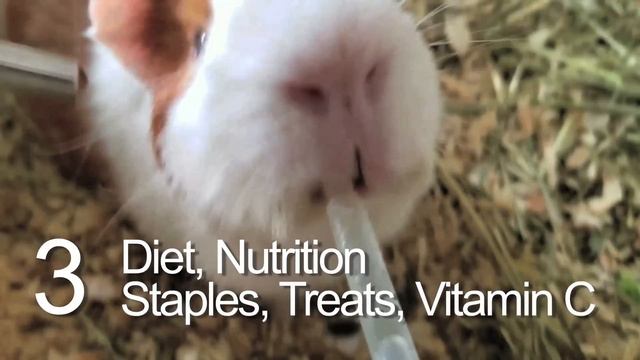 5 MISTAKES Guinea Pig Owners Make! смотреть онлайн