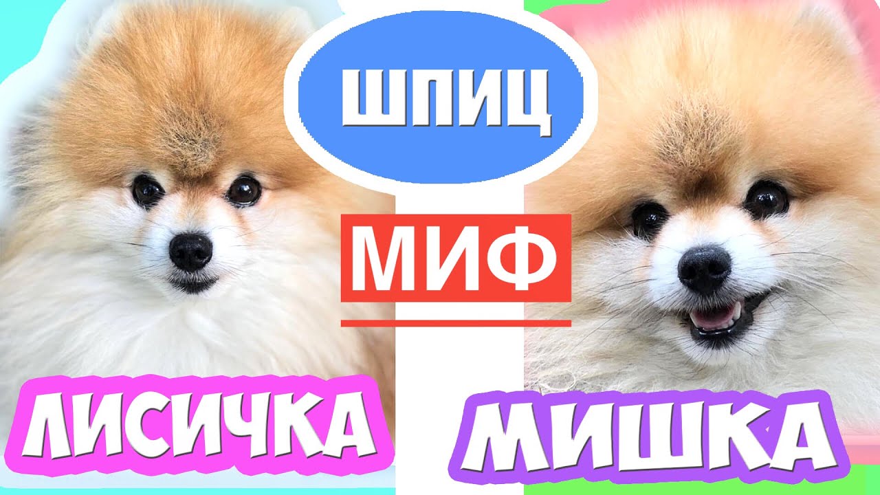 Шпиц Мишка и Лисичка ЕСТЬ ЛИ РАЗНИЦА смотреть онлайн