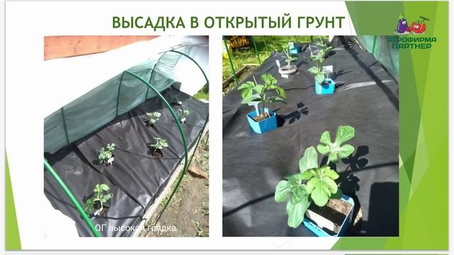 Выращивание арбузов и дынь в Подмосковье | Прививать или нет? #огород смотреть онлайн