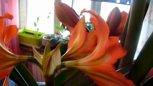 Гиппеаструм в групповой посадке и гардения зацвели. Обзор. смотреть онлайн