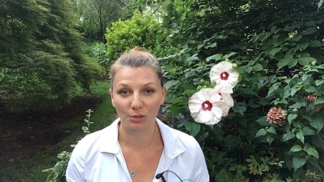 ? Hardy Hibiscus Care ~ Hibiscus Moscheutos ?