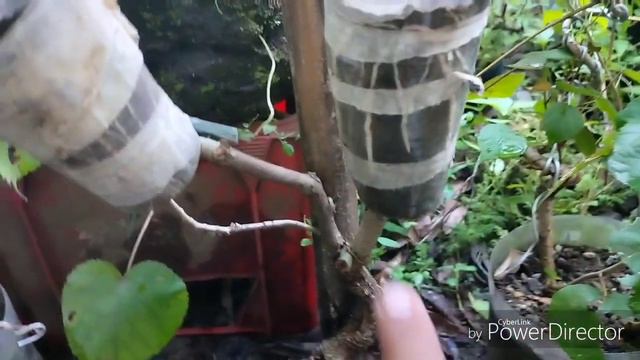 HIBISCUS TAIWAN смотреть онлайн