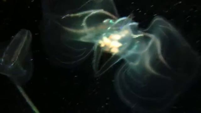 Инопланетяне в океанариуме Валенсии смотреть онлайн