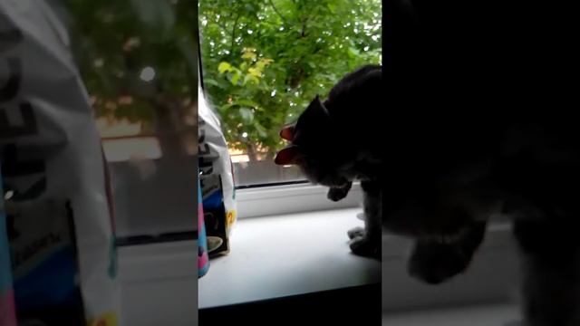 Марго ест корм лапкой смотреть онлайн