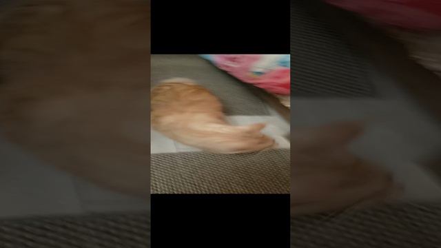 Джаспер впервые в Архызе