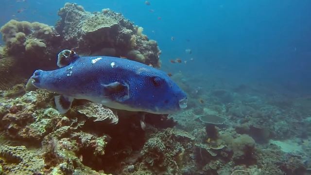 Дайвинг с Мантами, Бали / Manta Point Diving, Nusa Penida, Bali