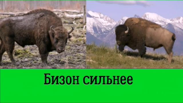 Зубр против бизона | Сравнение двух гигантов | Кто победит в смертельной битве? смотреть онлайн
