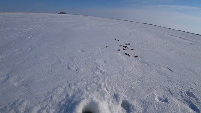 Я долго искал эту лунку, и она стрельнула залпом. Клёв окуня. Окунь зима. смотреть онлайн