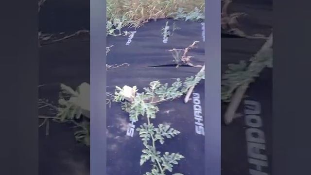Как вырастить арбузы у себя на даче.Какой сорт ?Арбуз Чарльстон Грей.Кримсон Свит.Белый арбуз. смотреть онлайн