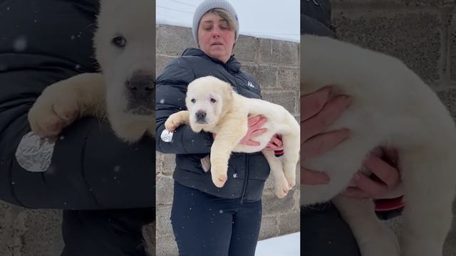 Щенки среднеазиатской овчарки алабаи питомник #таежныйталисман #алабай #щенкиалабая #сао #алабаи смотреть онлайн