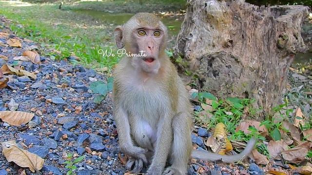 Golden Elpida Feeling Scary On Her Situation | Her Eyes Looks Around Carefully @realmonkey2023 смотреть онлайн