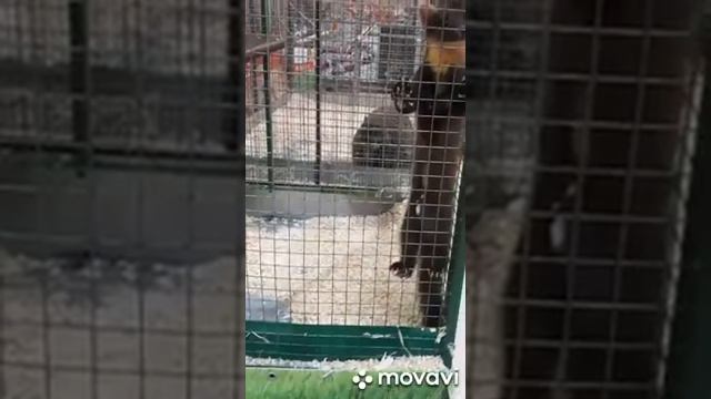 Выставка Джуманджи смотреть онлайн