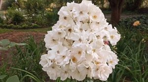 Роза Салли Холмс . Rosa Sally Holmes .