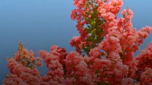 Лагерстремия (лат.  Lagerstroemia)