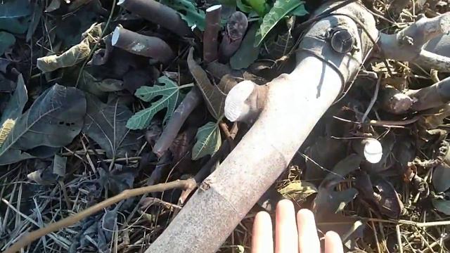 ИНЖИР. ГДЕ ХРАНЮ ЧЕРЕНКИ И САЖЕНЦЫ. смотреть онлайн