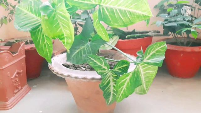 all about Syngonium plant | Syngonium plant care смотреть онлайн