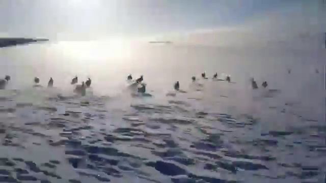 Погоня за кроликами на севере