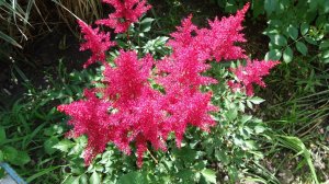 Астильба часть №2 РЕЛАКС ТЕРАПИЯ ИМПРОВИЗАЦИЯ композитор Виктор Анохин #музыка #instrumental #цветы