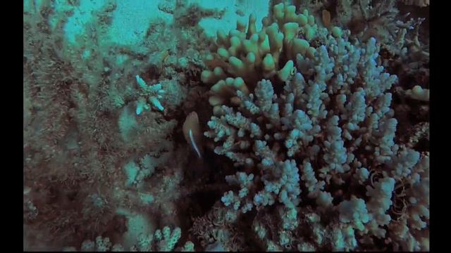 Agincourt Reef Adventure смотреть онлайн