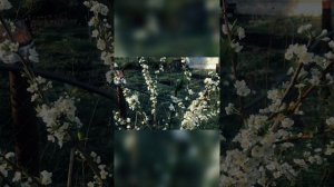 Нектакотум - шарафуга. Тамбов. #shorts