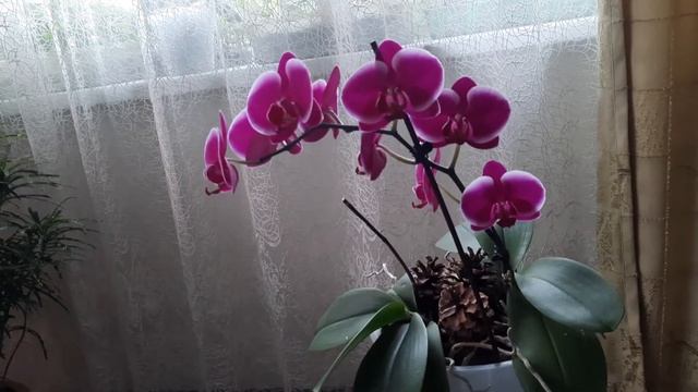 Некоторые действия, которые нужно сделать при применении Фитолавина. смотреть онлайн