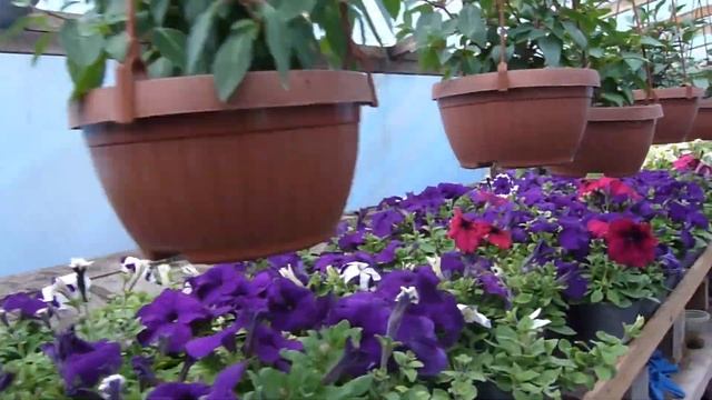 Обзор моего цветочного хозяйства смотреть онлайн