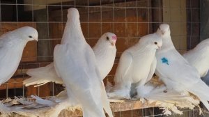 Моздокские голуби  (Обзор)