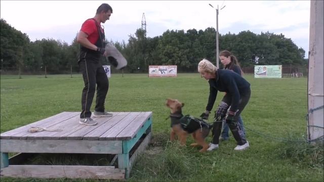 Эрдельтерьеры в спорте - Airedale terrier dogsport смотреть онлайн