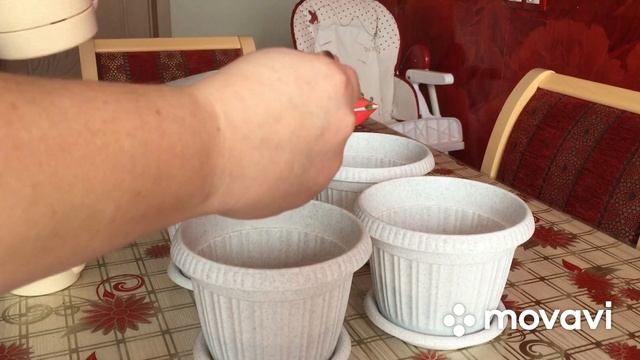 Подсадка алиссума сноу принцесс ? смотреть онлайн