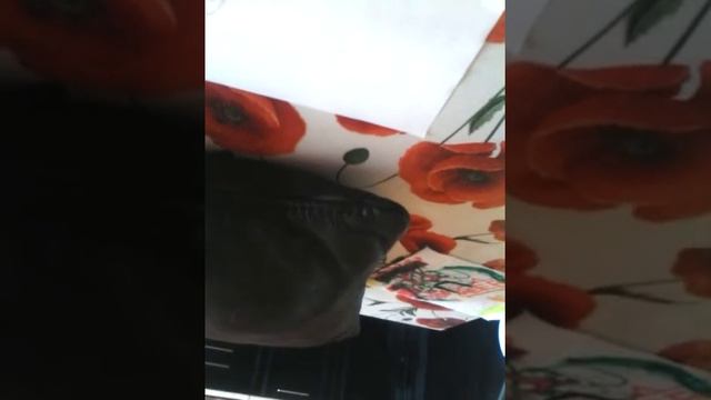 КАК НАРИСОВАТЬ ОМЕГУ ФЛАУИ смотреть онлайн