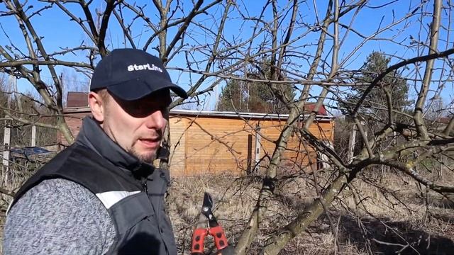 обрезка яблонь омолаживающая смотреть онлайн