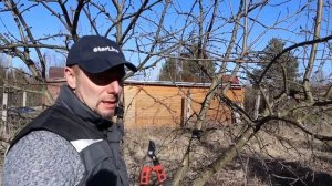 обрезка яблонь омолаживающая
