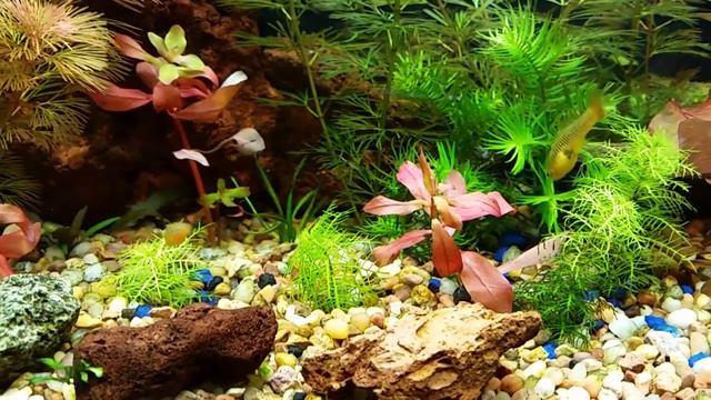 Red Tiger Lotus 3 Days Later смотреть онлайн