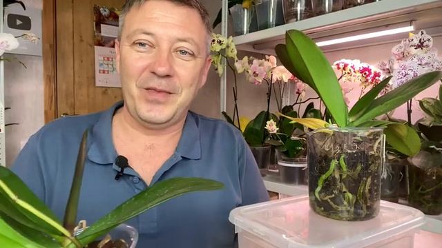 загубил орхидеи возвращение к жизни орхидей / посадка орхидей с поливом раз в месяц смотреть онлайн