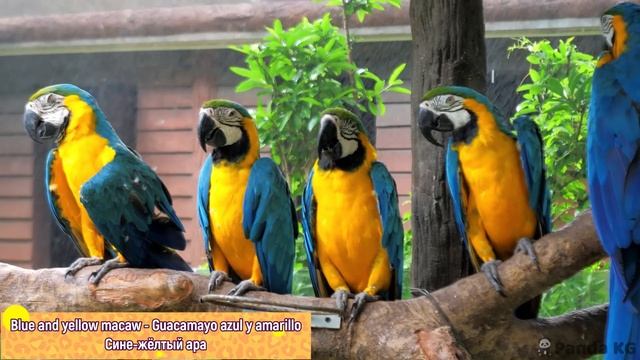 The Most Beautiful Birds In 4K - Bird Names - Beautiful Birds Sound In The Forest