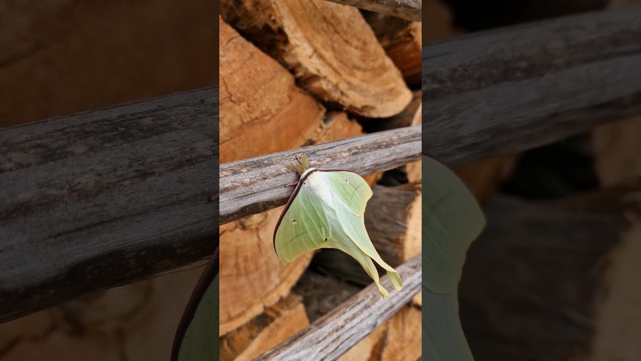 Кто знает,шо за зверь? #жизньвовремяпутешествий #песковыпутешествуют #дальнийвосток смотреть онлайн