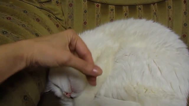 Разбудили котенка) смотреть онлайн