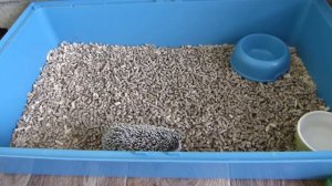 Как приручить ежа к туалету !!! Еж против туалета !!!!